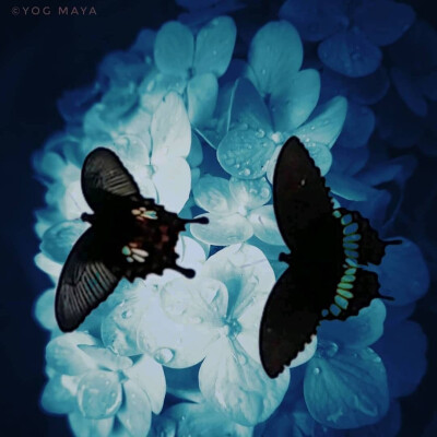 蝴蝶壁纸 - 堆糖，美图壁纸兴趣社区