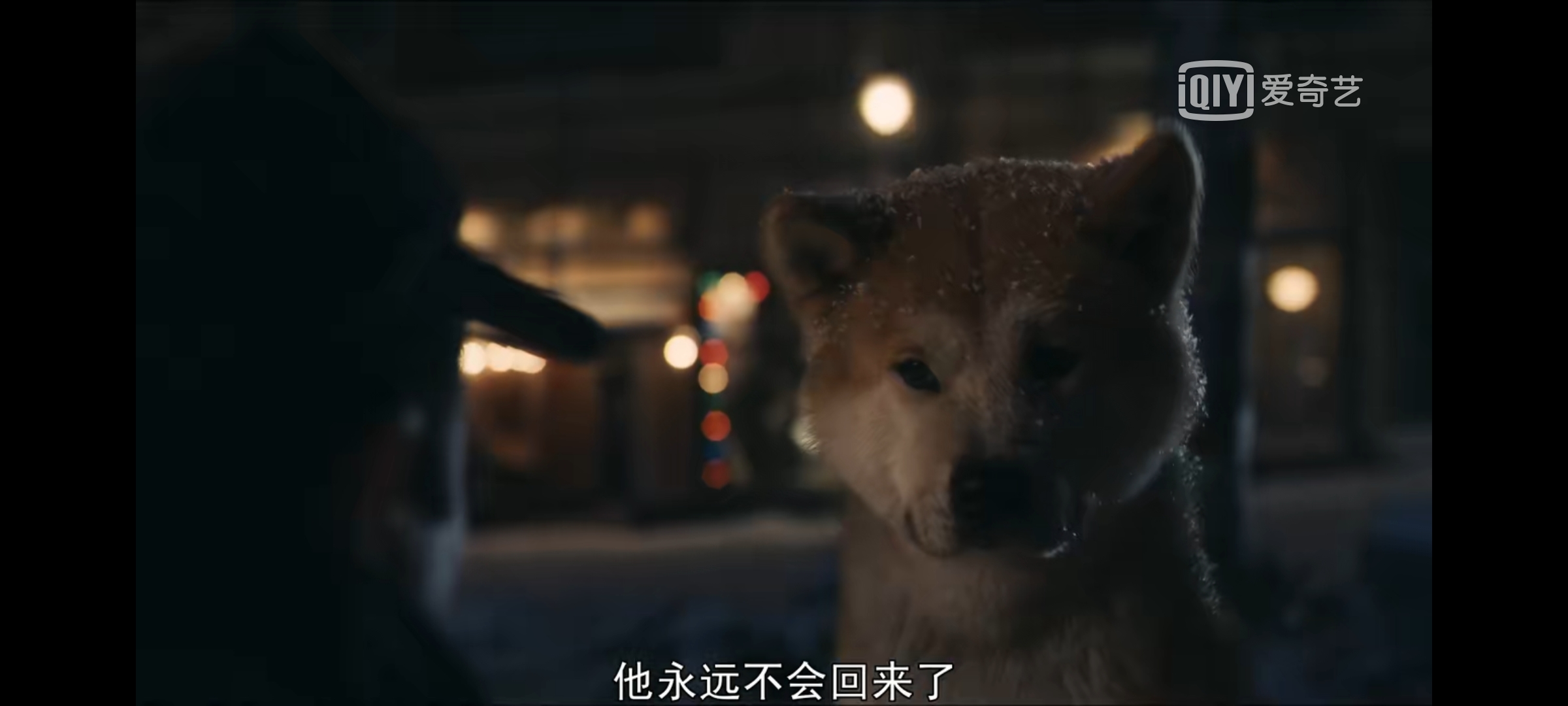 电影：忠犬八公 - 堆糖，美图壁纸兴趣社区