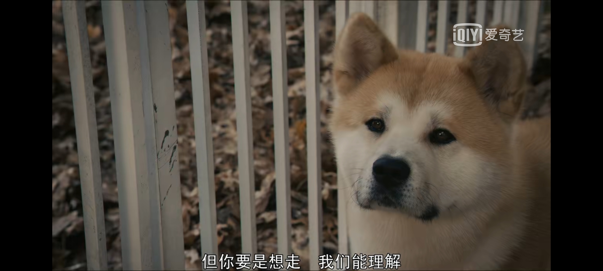 [忠犬八公的故事]Hachiko.A.Dogs.Story.2009.BluRay.720p.x264.AC3[中英字幕/2.11G ...
