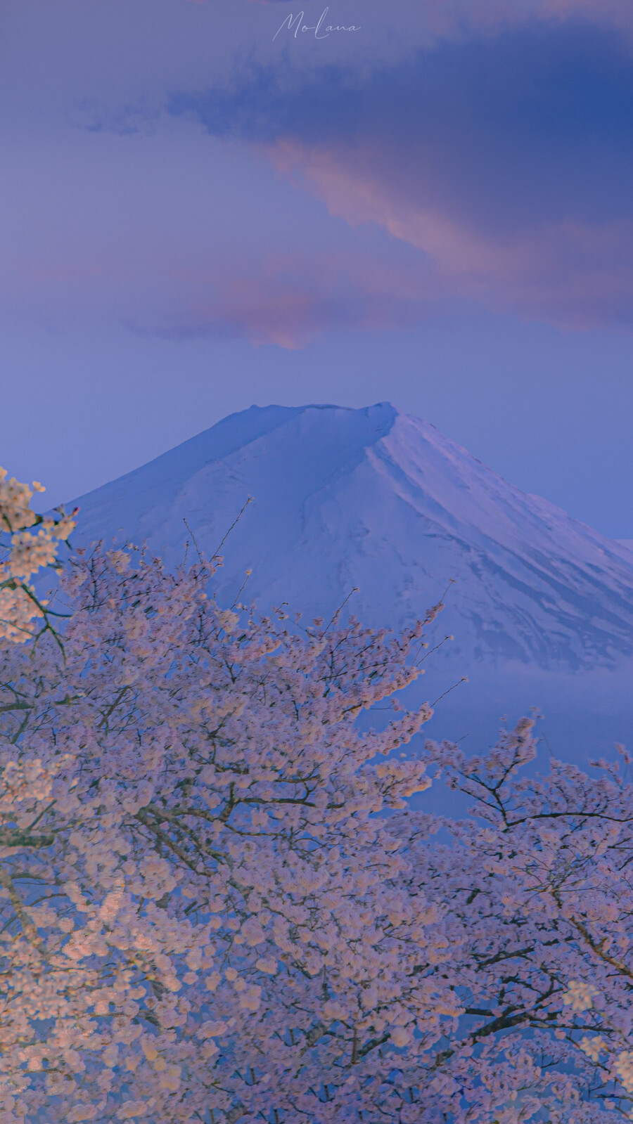 桜と富士山 - 堆糖,美图壁纸兴趣社区