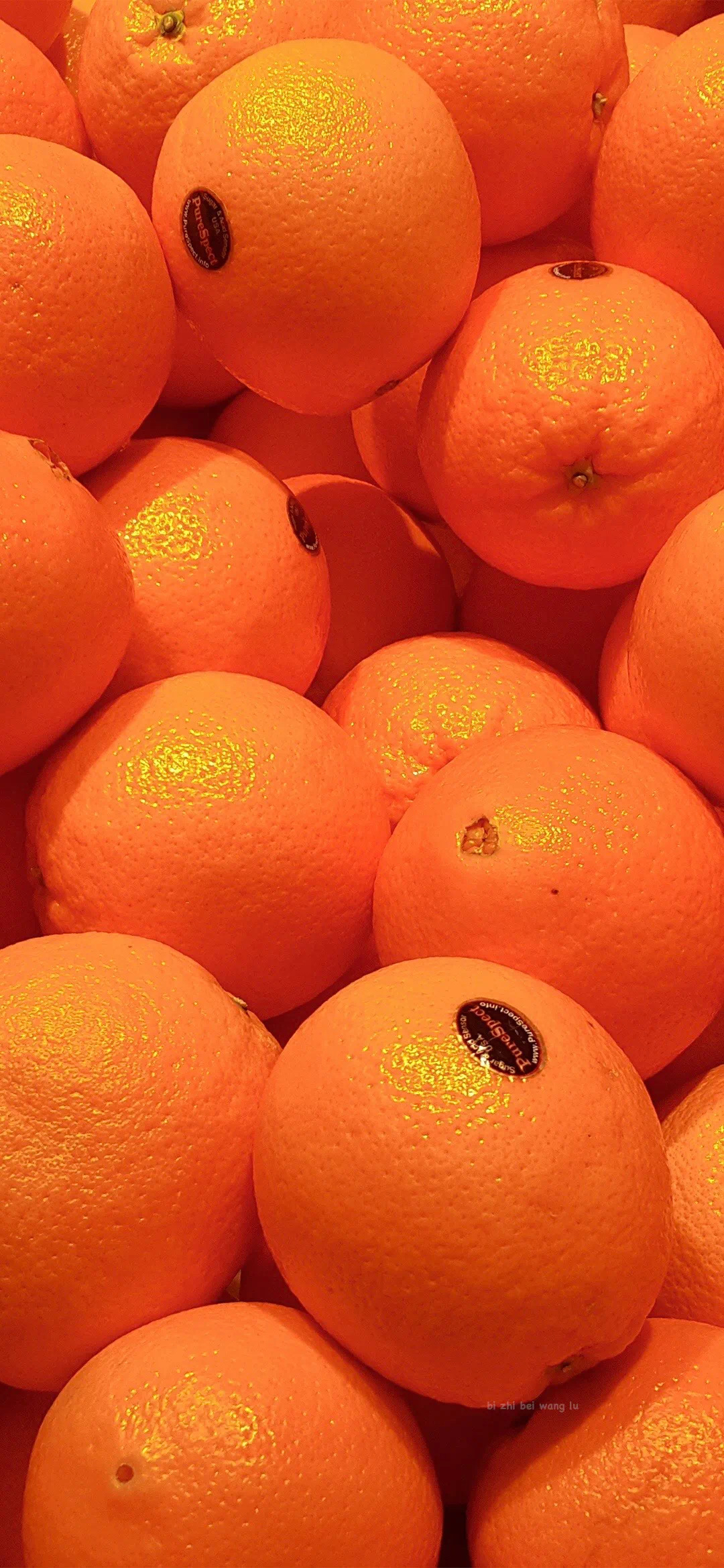 清新的橙子绘画手机壁纸 - tt98图片网