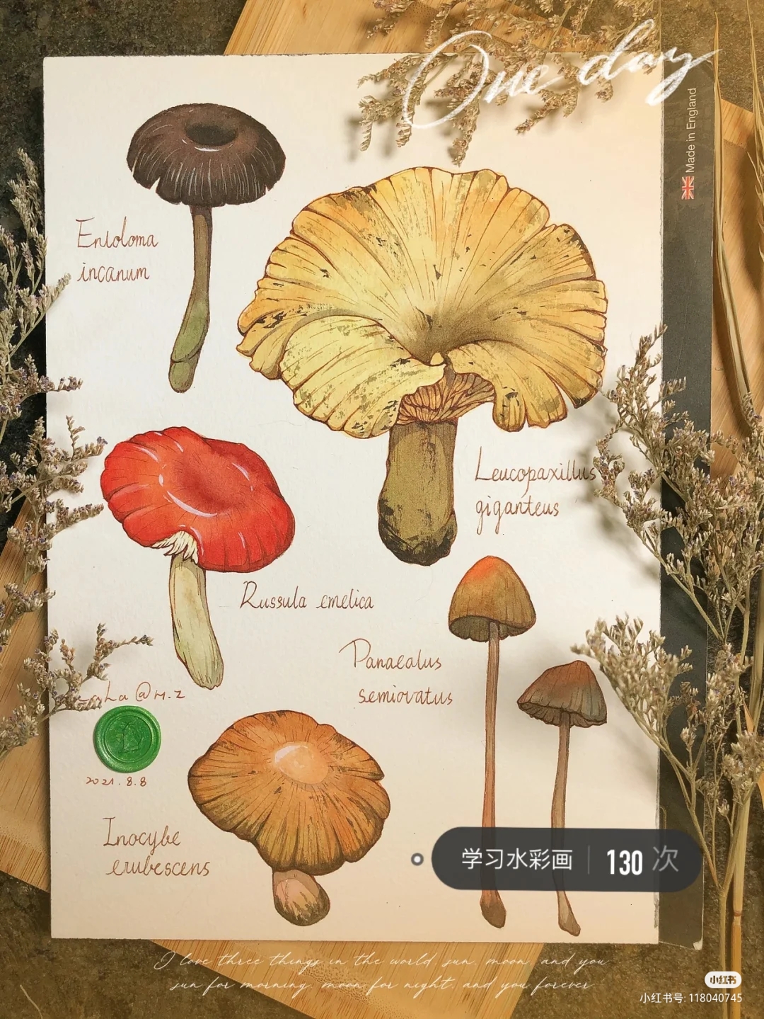 蘑菇图片素材-编号13975480-图行天下