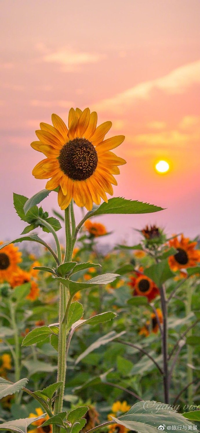 太阳花向日葵