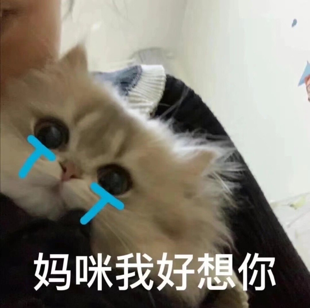 猫猫表情包妈宝女赞评论3更多所有评论你也来说些什么吧