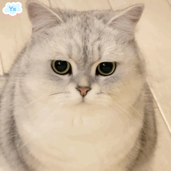 萌猫 萌猫P01_休闲系列_河南省步步先动力科技有限公司