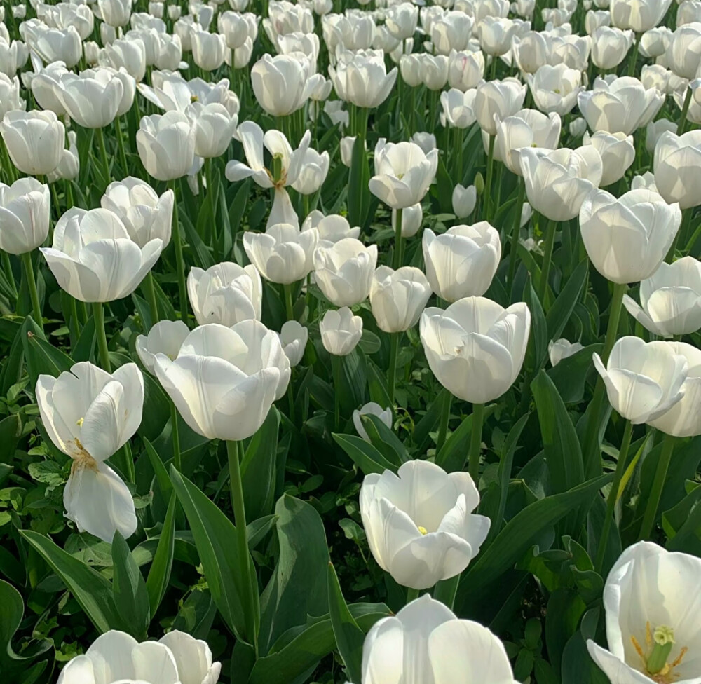 白色郁金香花背景图