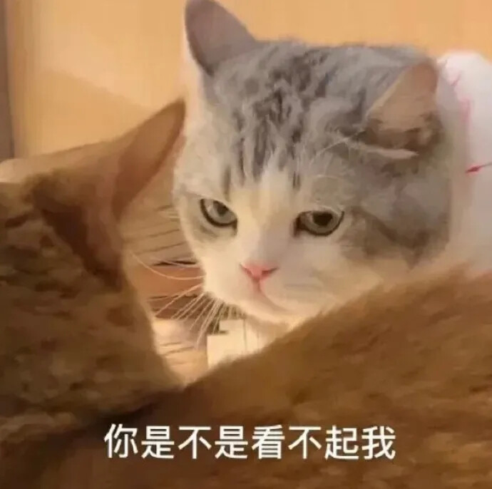 表情包猫猫