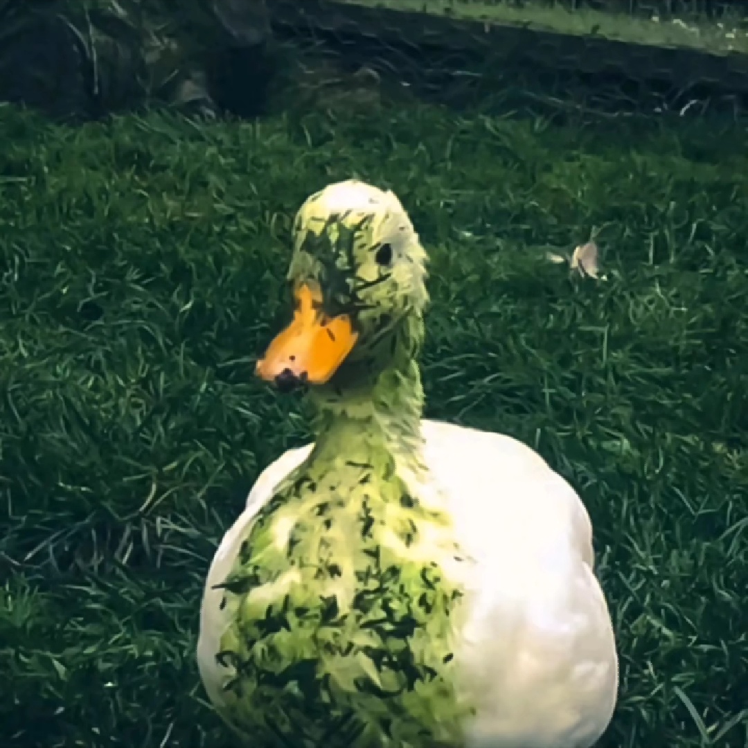 【壁纸随缘更新系列4】鸭鸭和它可爱的朋友们 - 主题爱好者资源分享 花粉俱乐部