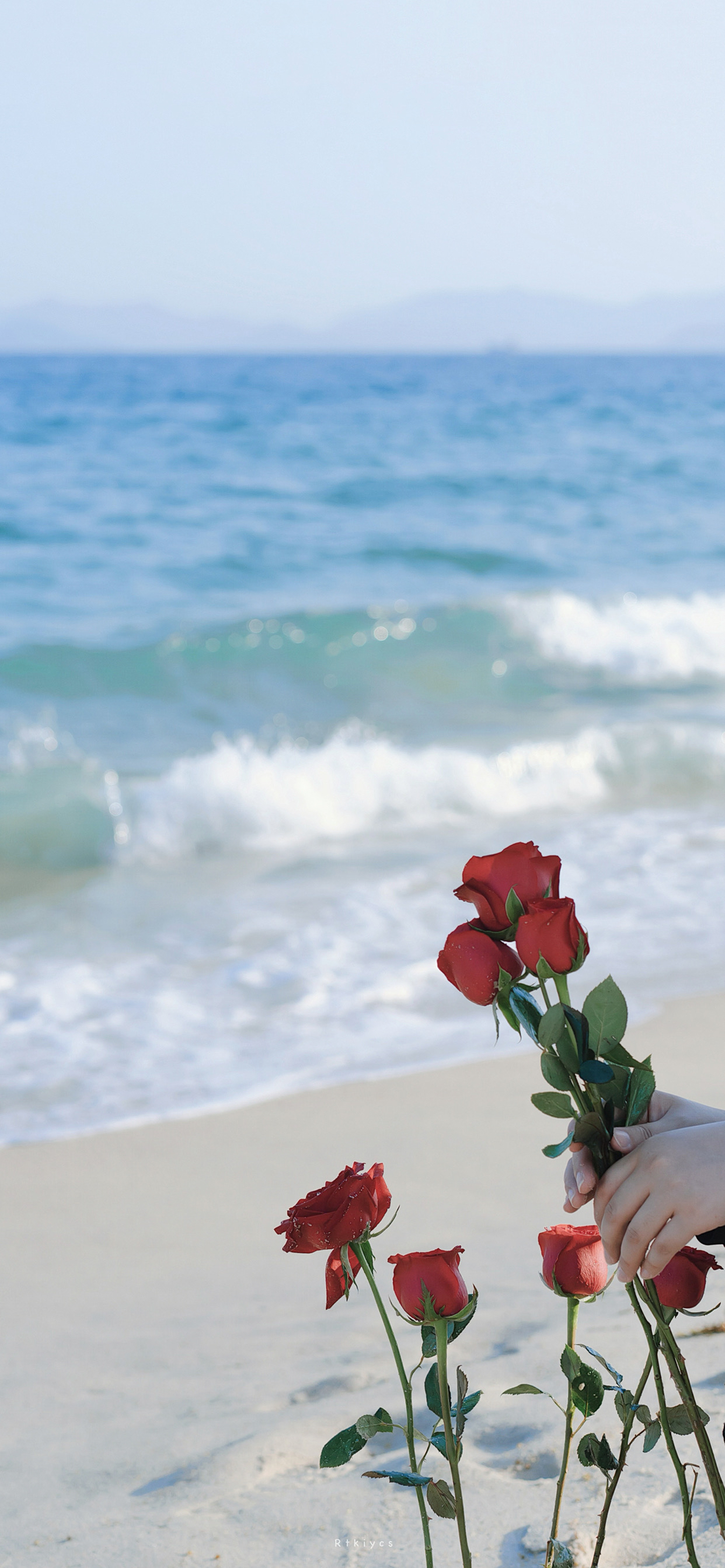 海边玫瑰 - 全部作品 - 素材集市