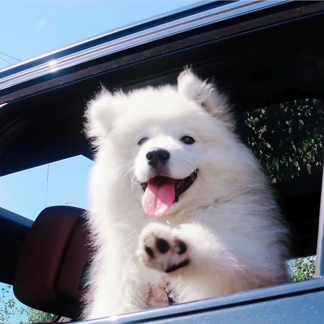 萨摩耶 可爱 狗狗 表情包 - 堆糖，美图壁纸兴趣社区