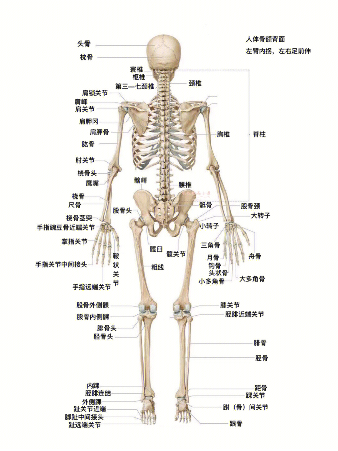 图3 全身骨骼（后面观）-人体解剖组织学-医学