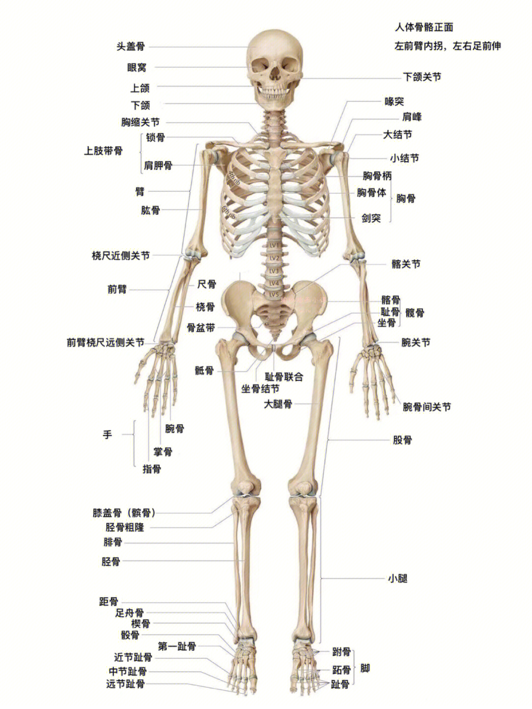 局部解剖学图片大全-局部解剖学高清图片下载-觅知网