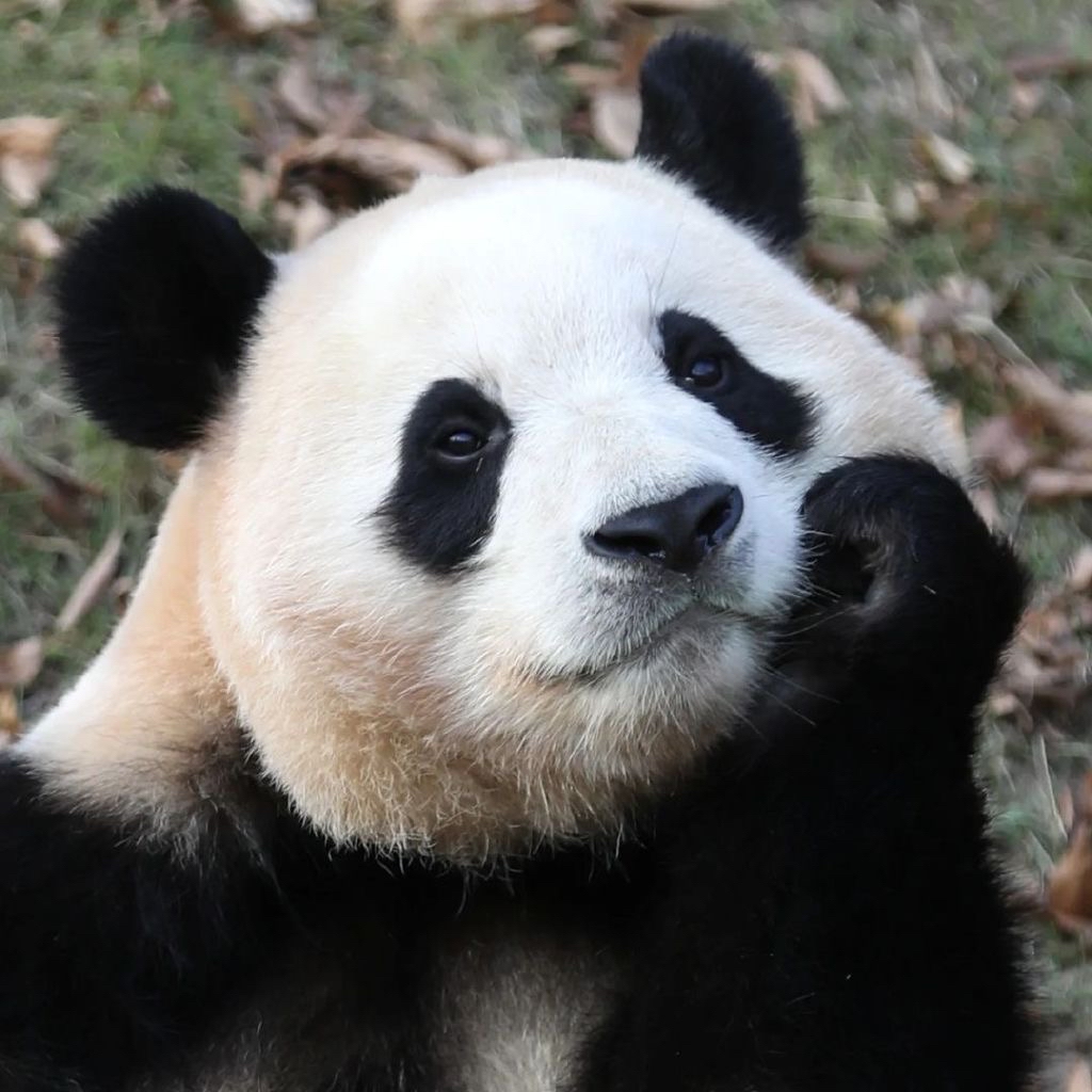 旅韩大熊猫“福宝”亮相 憨态可掬太萌了