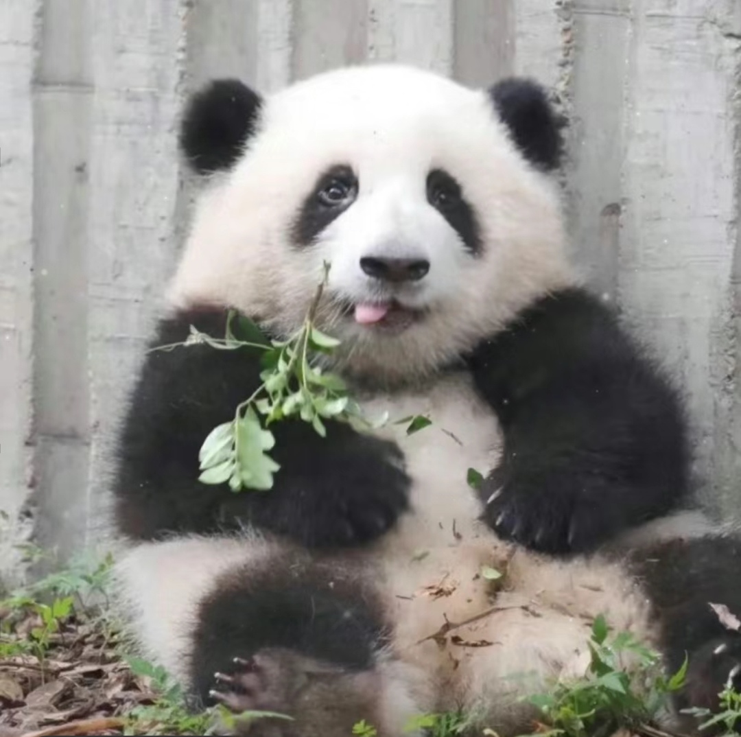 大熊猫花花头像