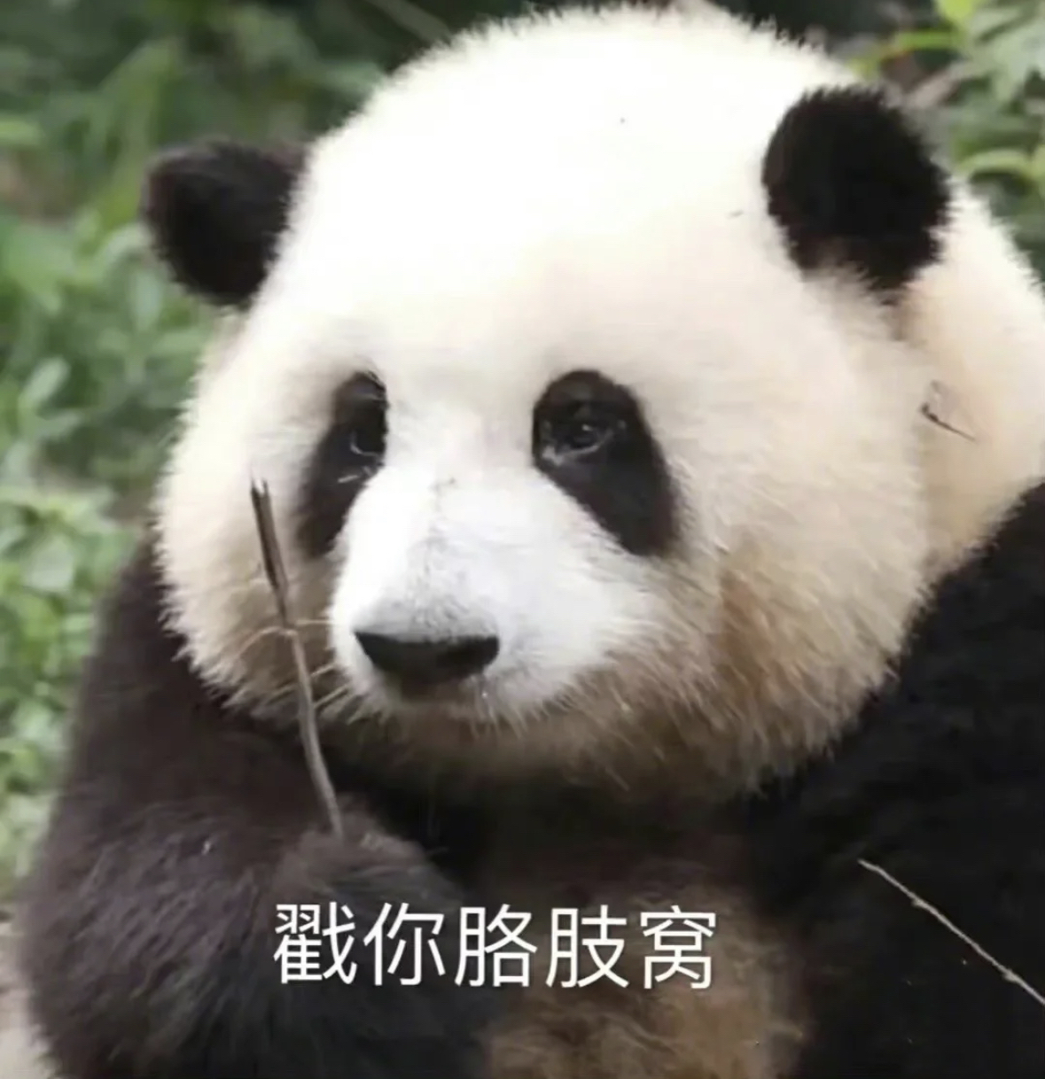 熊猫表情包 - 堆糖，美图壁纸兴趣社区