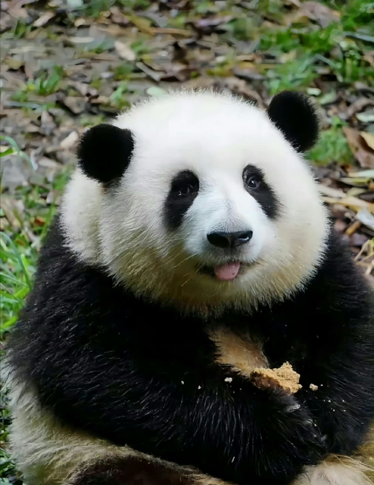 大熊猫花花 好可爱噢