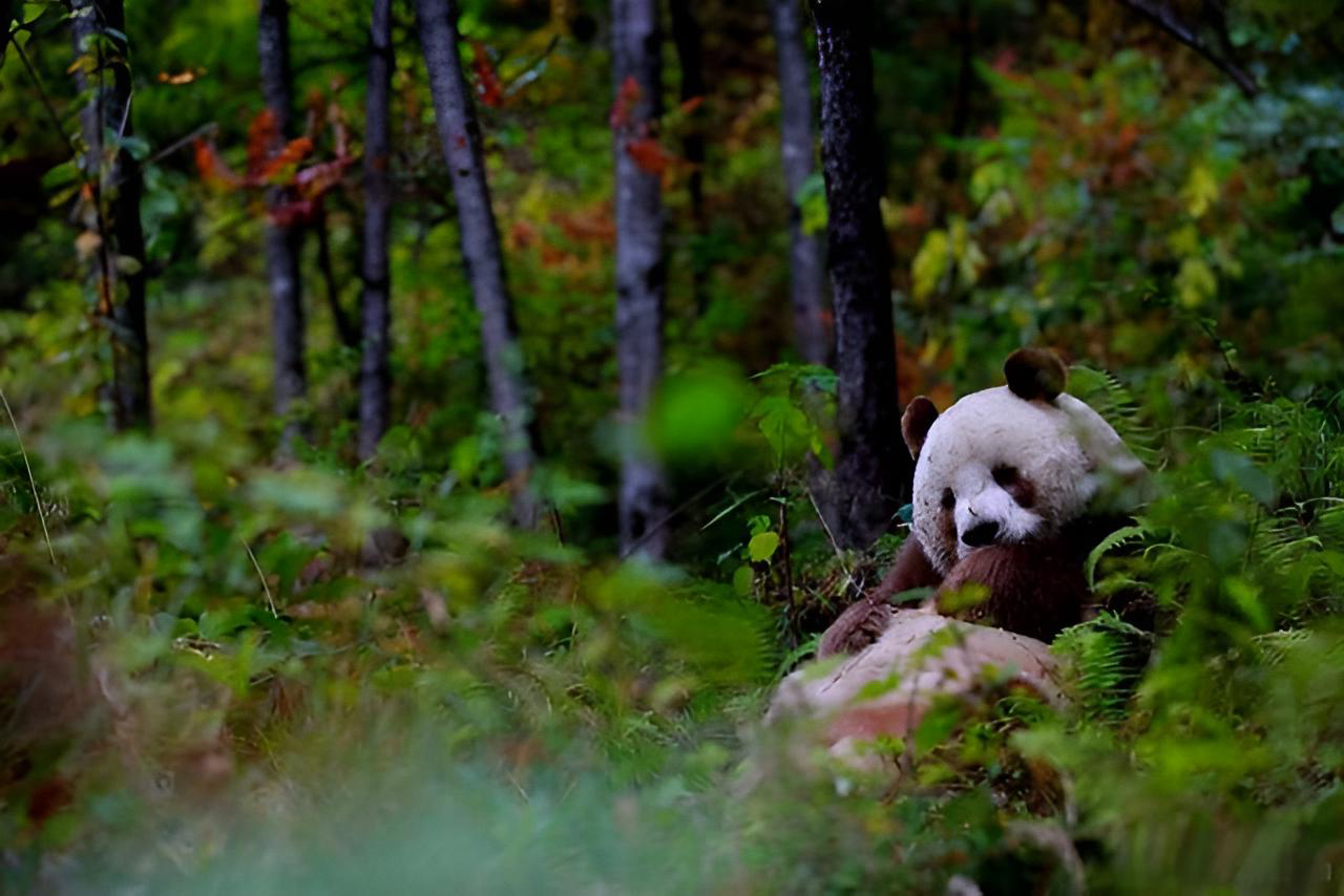全球唯一现存棕色大熊猫——七仔_哔哩哔哩 (゜-゜)つロ 干杯~-bilibili