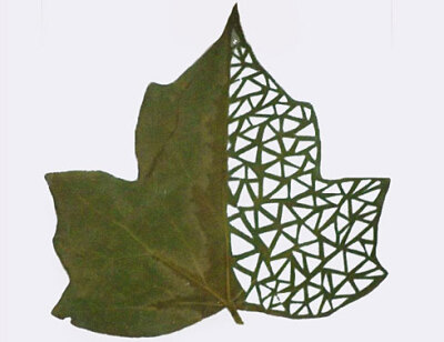 树叶雕刻:leaf art