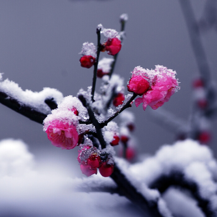 冬梅简谱_冬梅花图片