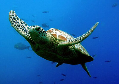 海洋动物保护海报