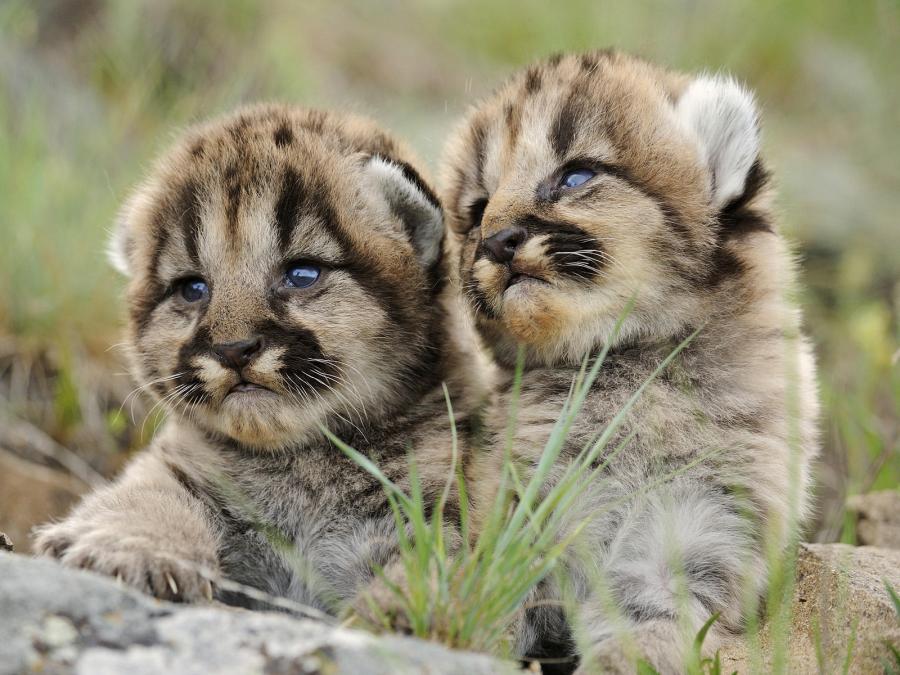 mountain lion kittens 这小狮子跟叼了奶嘴一样,好可爱