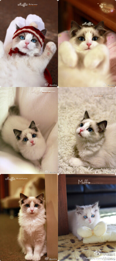 这只来自新西兰的仙女猫muffie真是太惊艳了~勾人心魂啊~但是他竟然是