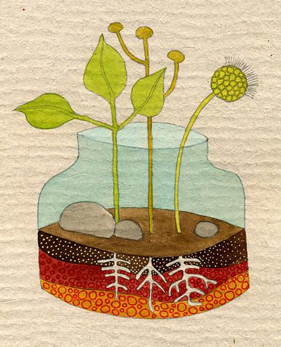 水培植物