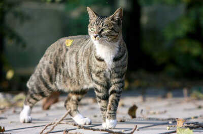 中国狸花猫 中国是狸花猫的源产地,它属于自然猫,是千百年经过许多