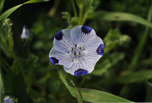 baby-blue-eyes,紫点幌菊,别名喜林草