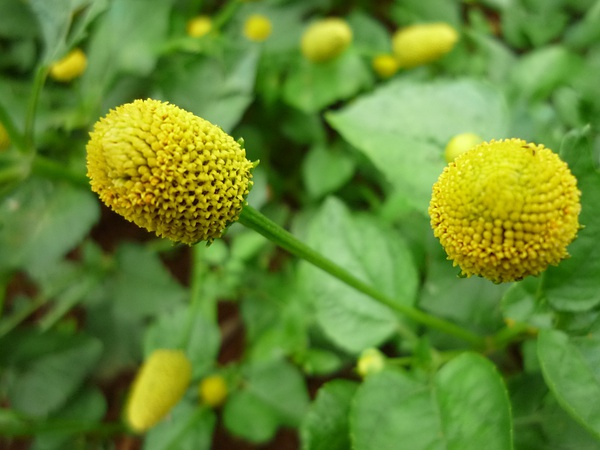 金纽扣,菊科金钮扣属