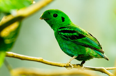 小绿阔嘴鸟(阔嘴鸟科)green broadbill