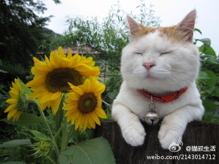 大冬天的看到胖胖的猫叔和向日葵觉得好温暖