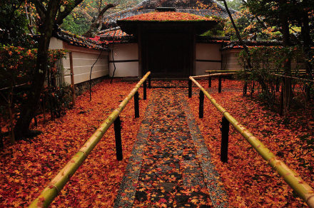 京都 大徳寺高桐院 雨后的红叶 摄影by 鈴電 堆糖 美图壁纸兴趣社区