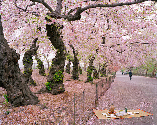 樱花落地