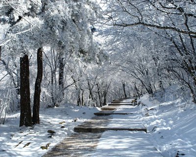 黄山雪景.