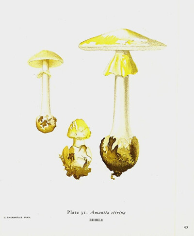 amanita citrina 橙黄鹅膏菌