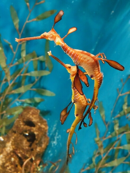 好奇怪的海底生物.