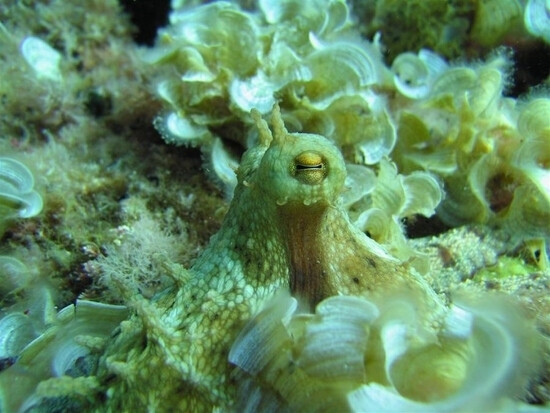 枝蔓丛生的海底生物.