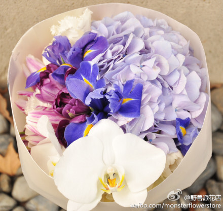 淡紫色的兰花和风信子 堆糖 美图壁纸兴趣社区 淡紫色的兰花和风信子 堆糖 美图壁纸兴趣社区