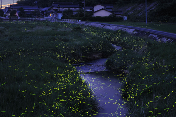 关注 tsuneaki hiramatsu的萤火虫低速快门摄影