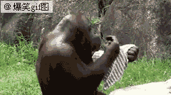 人类也阻止不了猩猩大婶了