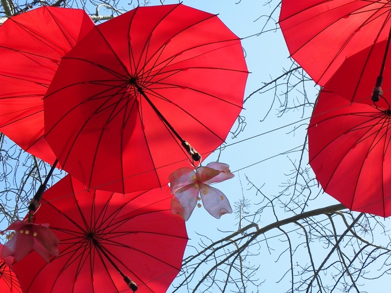 因为对四月物语的偏爱,而希望在雨中有人为我撑起一把红伞.