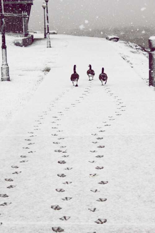 雪中三只鸭子的背影……这脚印也太可爱了吧!