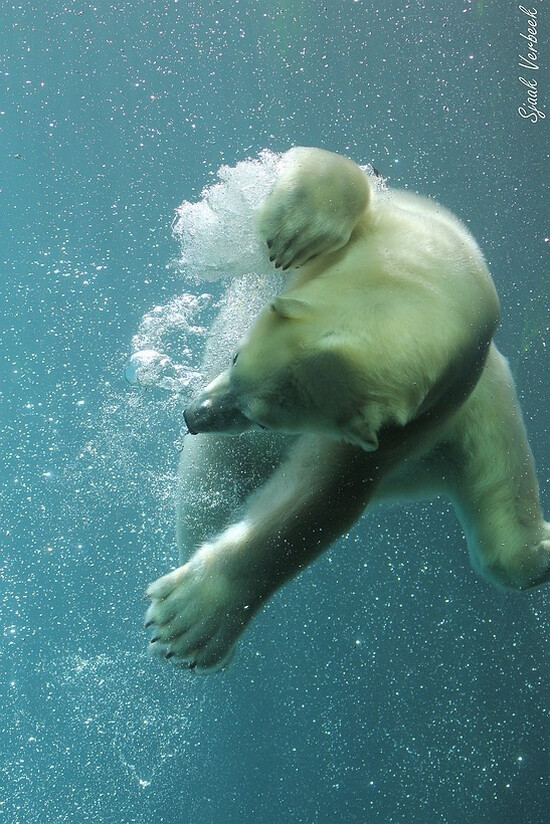 北极熊《海底世界》
