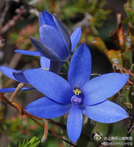Thelymitra Crinita 英文名叫blue Lady Orchid 兰科 堆糖 美图壁纸兴趣社区