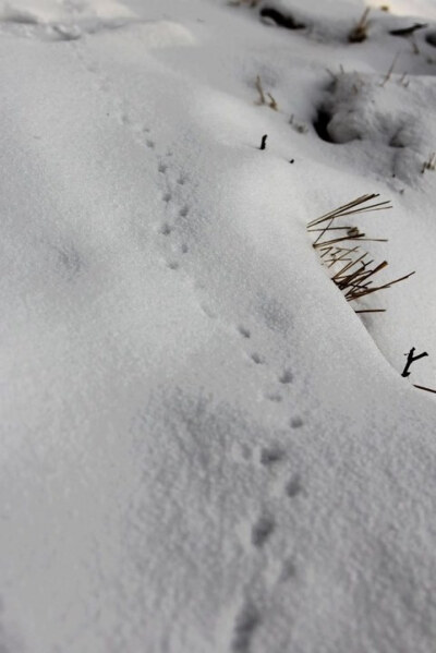 雪地上的松鼠脚印