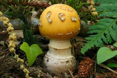 蘑菇 真菌 狸藻