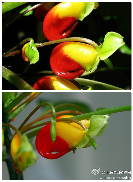 impatiens niamniamensis,鹦鹉嘴凤仙花或叫刚果凤仙花,因其花的距