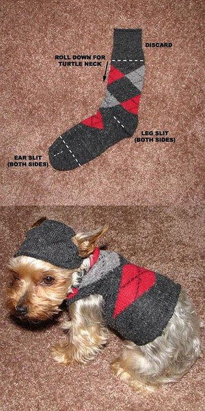 一直袜子就能给狗狗做件衣服啦 前提是你的狗得够小