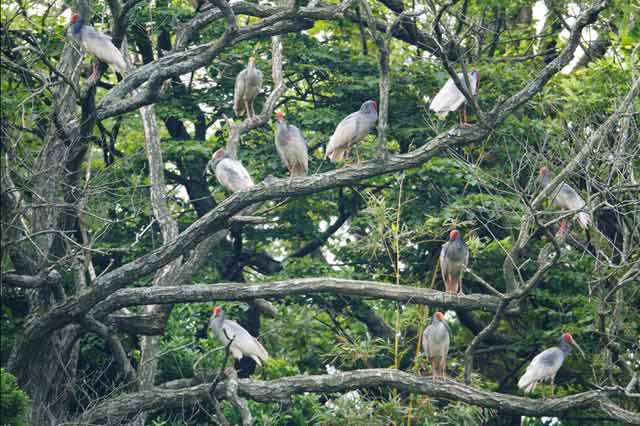 新潟県佐渡市で国の特別天然記念物のトキが放鳥されてから３年 今年の繁殖期は７つのペアができ 自然界での３５年ぶり２世誕生に期待が集まった しかし卵は孵化 ふか にいたらず 環境省は６月１６日に 繁殖終了 を宣言した 堆糖 美图壁纸兴趣社区